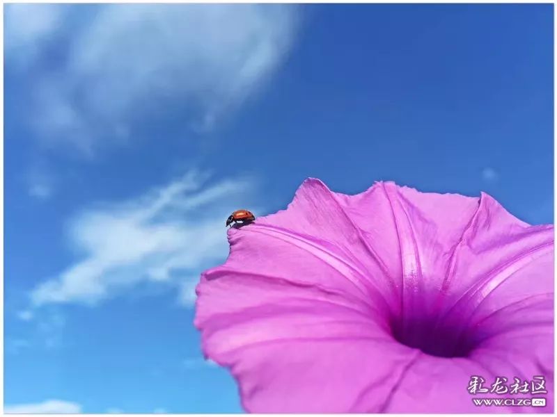 云南昆明花之都鲜花,昆明鲜花之都