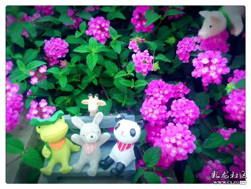 云南昆明花之都鲜花,昆明鲜花之都