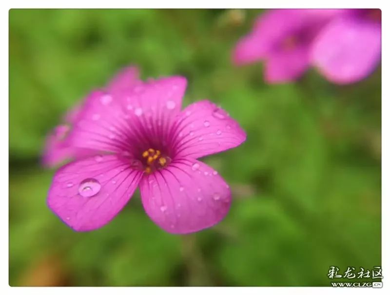 云南昆明花之都鲜花,昆明鲜花之都