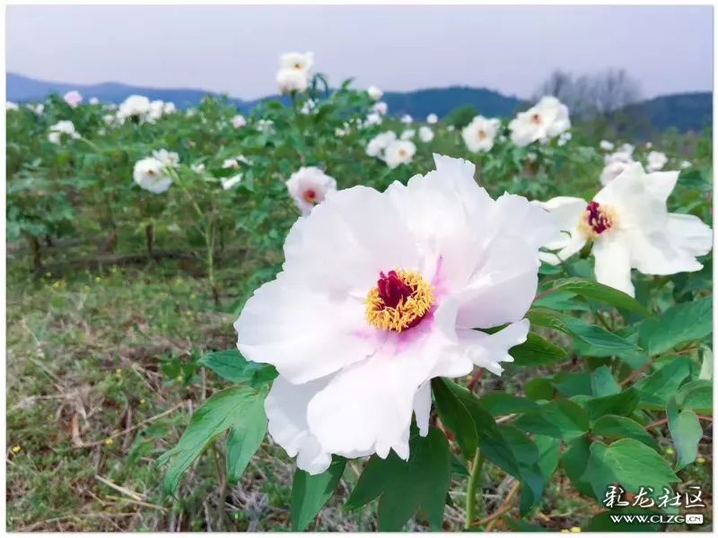 云南昆明花之都鲜花,昆明鲜花之都