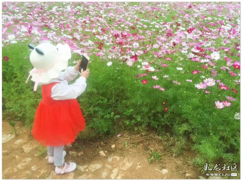 云南昆明花之都鲜花,昆明鲜花之都