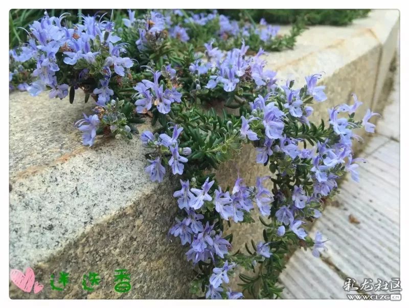 云南昆明花之都鲜花,昆明鲜花之都