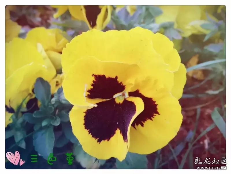 云南昆明花之都鲜花,昆明鲜花之都