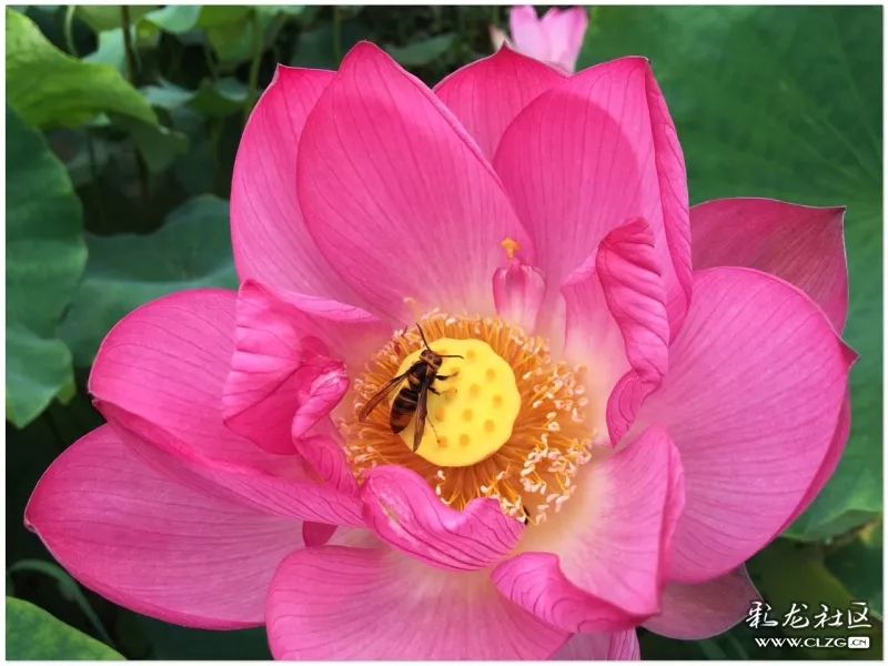 云南昆明花之都鲜花,昆明鲜花之都