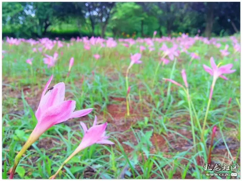 云南昆明花之都鲜花,昆明鲜花之都
