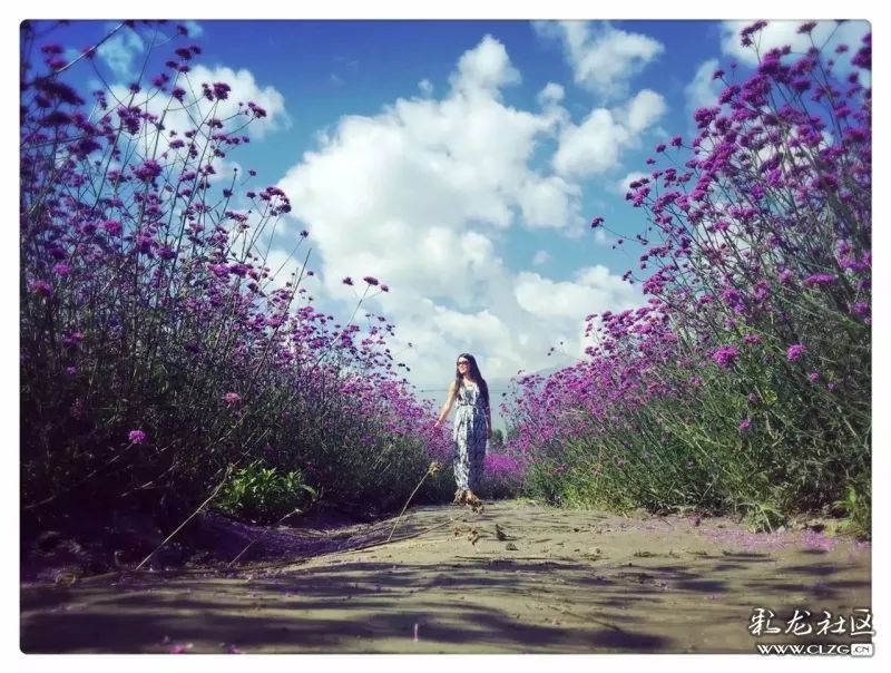 云南昆明花之都鲜花,昆明鲜花之都