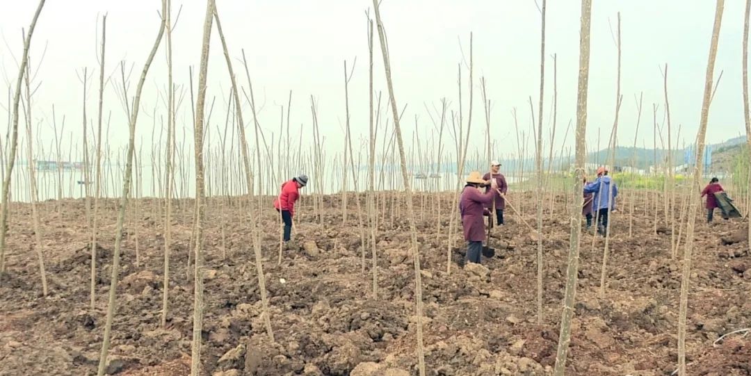 早安2020年4月7日,早安池州