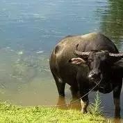 牛吃了塑料和垃圾该怎么处理,牛吃了金属异物怎么办