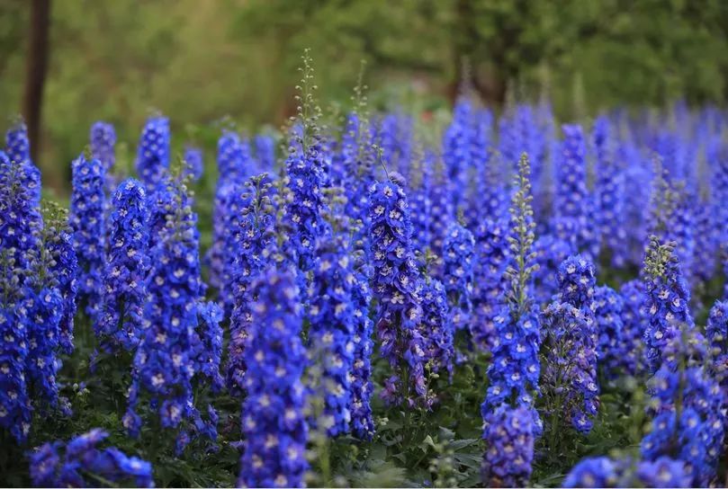 丝巾准备好了吗？杭州绚烂的花海等你们摆起五星