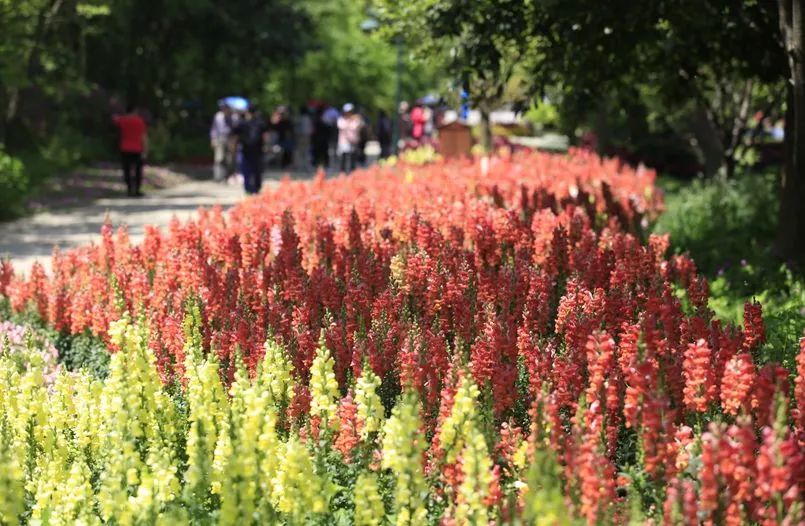 丝巾准备好了吗？杭州绚烂的花海等你们摆起五星