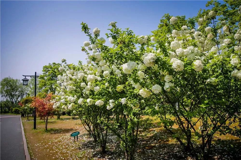 丝巾准备好了吗？杭州绚烂的花海等你们摆起五星