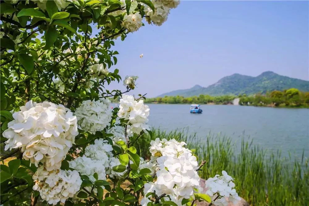 丝巾准备好了吗？杭州绚烂的花海等你们摆起五星