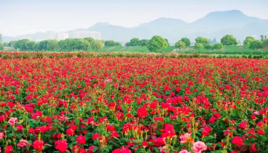 丝巾准备好了吗？杭州绚烂的花海等你们摆起五星