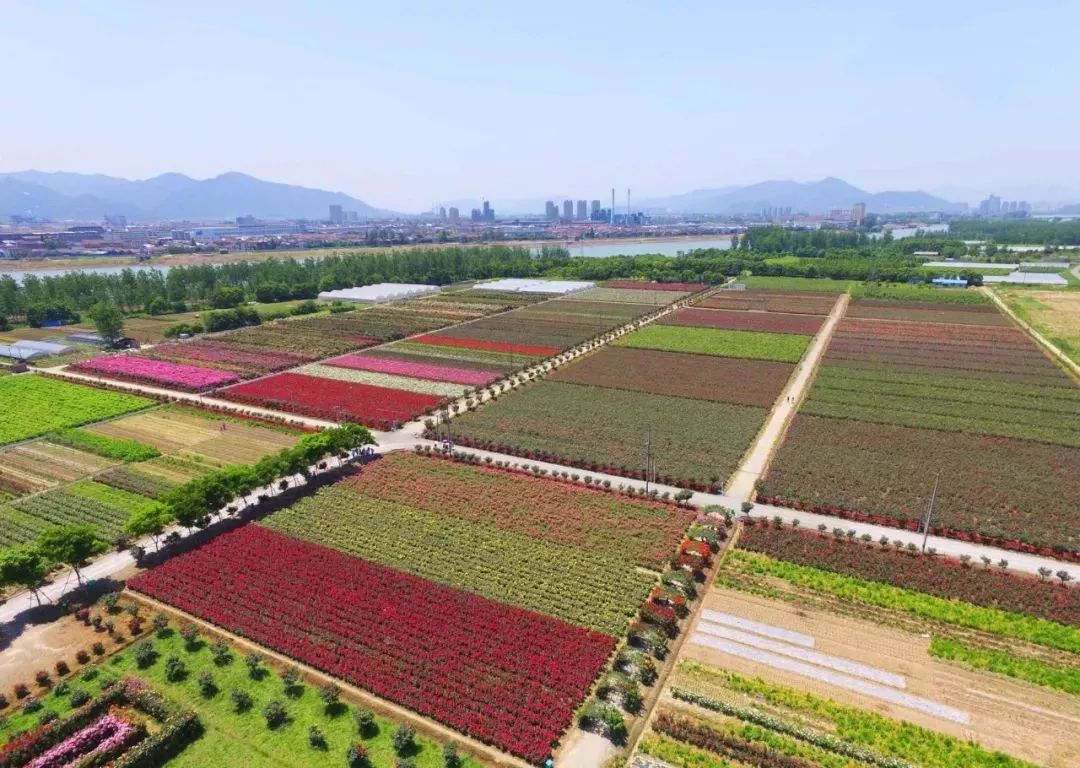 丝巾准备好了吗？杭州绚烂的花海等你们摆起五星