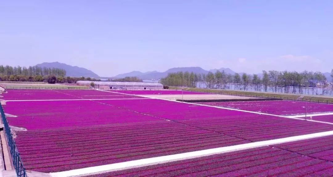 丝巾准备好了吗？杭州绚烂的花海等你们摆起五星