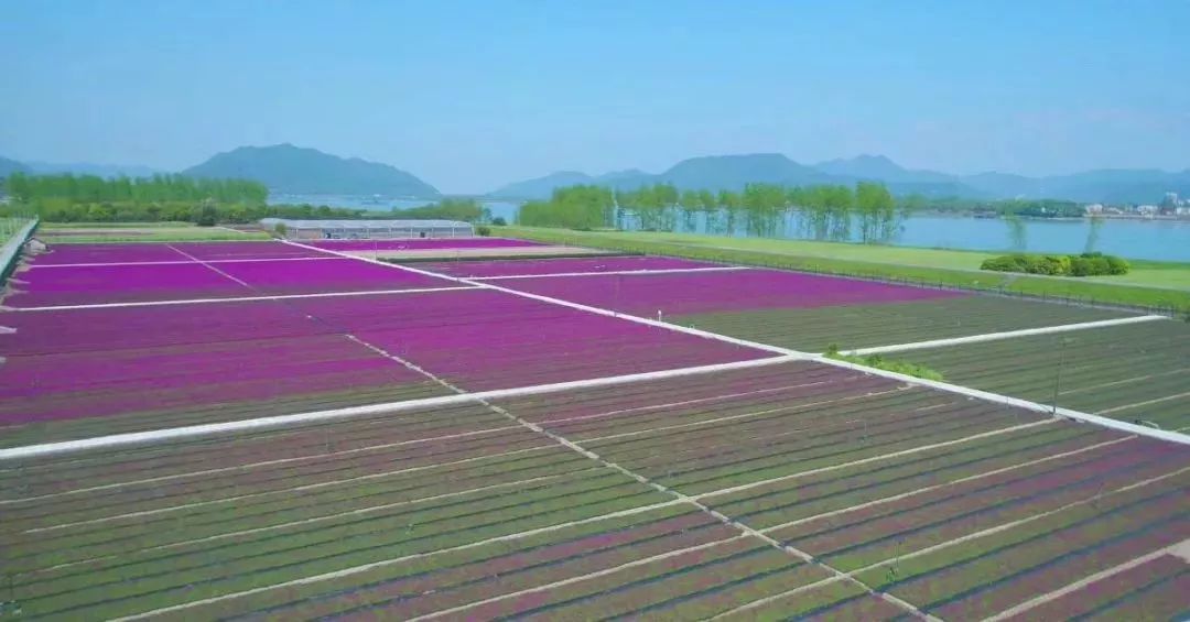 丝巾准备好了吗？杭州绚烂的花海等你们摆起五星