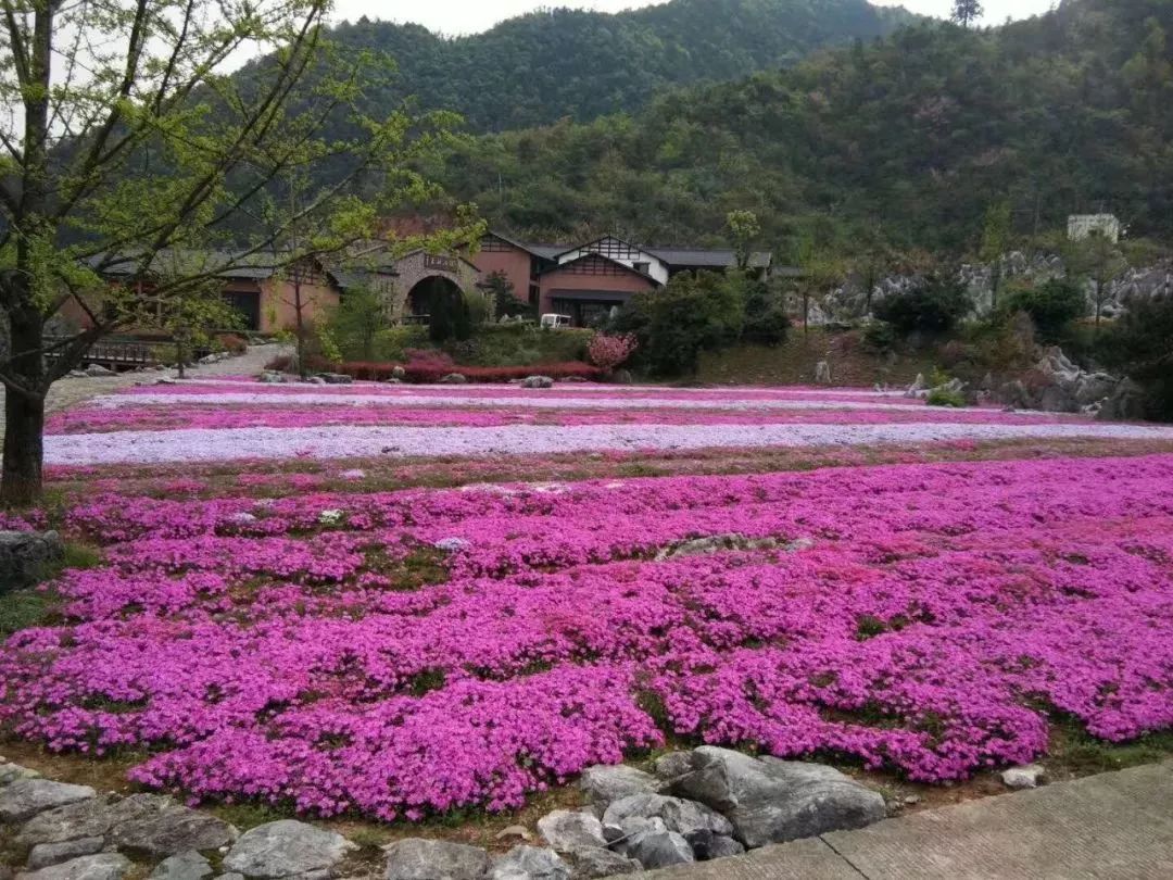 丝巾准备好了吗？杭州绚烂的花海等你们摆起五星