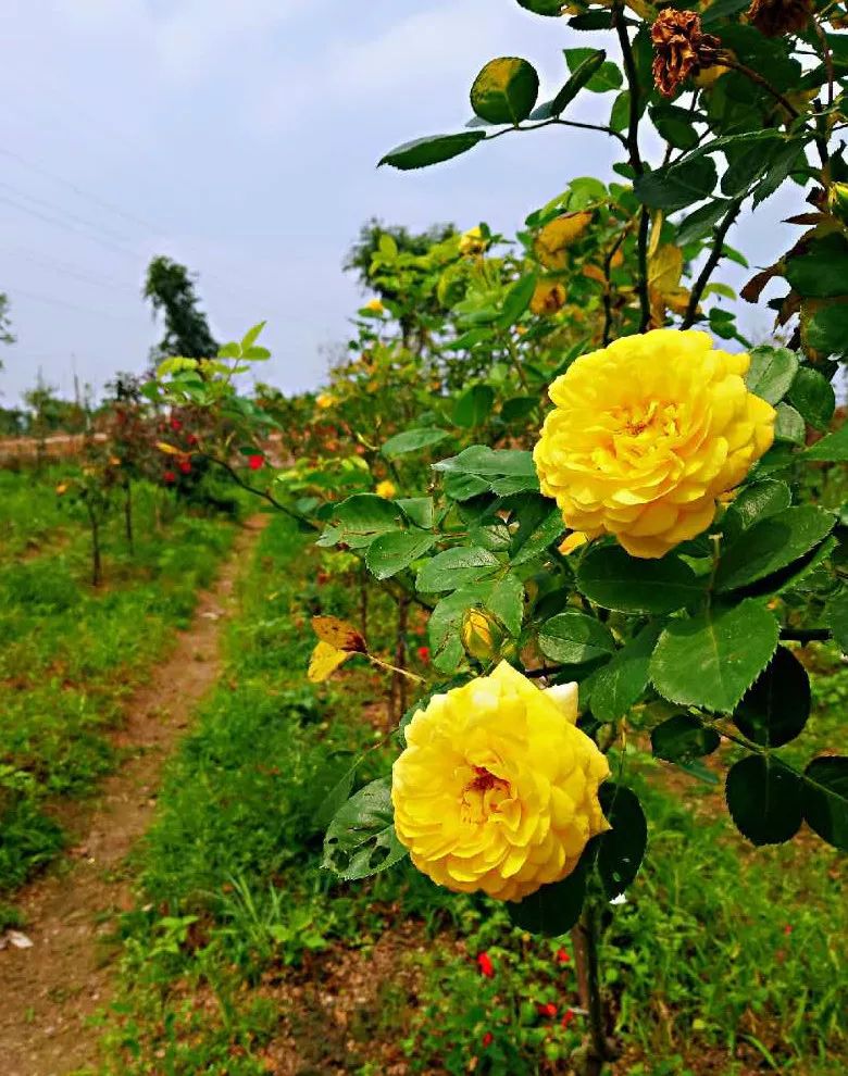 惠来县客鸟尾镇,惠来客鸟尾村