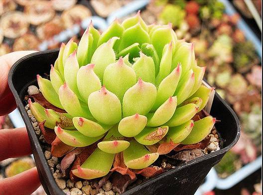 刚种上的多肉开始蔫了怎么回事,还没长好根的多肉怎么度夏