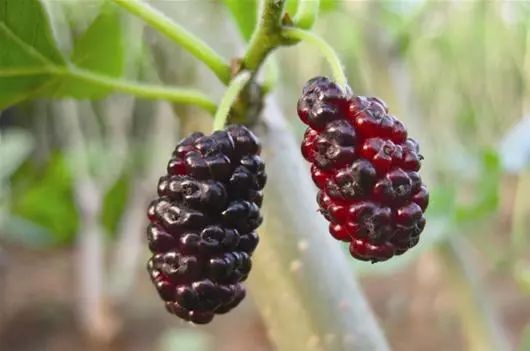 野外发现的桑葚可以直接吃吗,树上摘的桑葚能不能吃