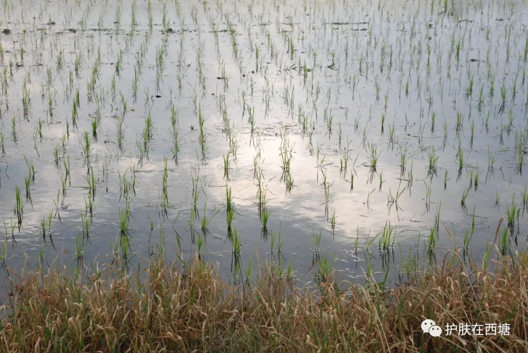 樊文花护肤品使用顺序,护肤品使用顺序完整版