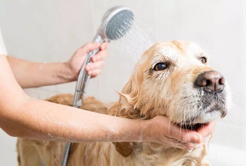 狗狗震惊且害怕,震惊狗狗的行为