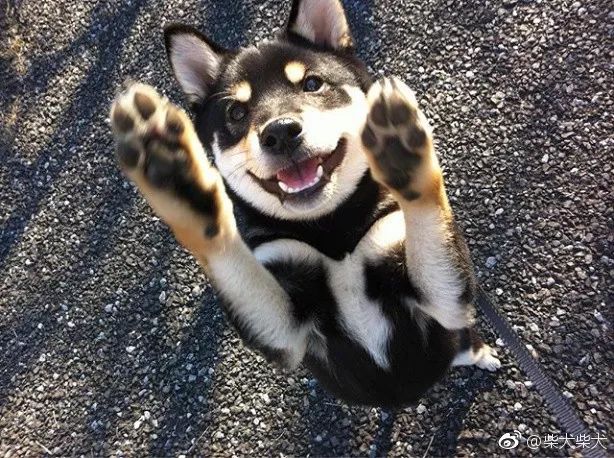 狗狗震惊且害怕,震惊狗狗的行为