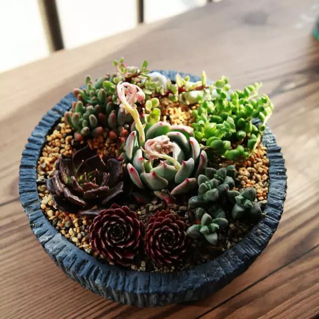 多肉叶片发霉是什么原因,多肉紫乐叶片发软是什么原因