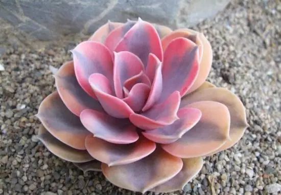 多肉叶片发霉是什么原因,多肉紫乐叶片发软是什么原因