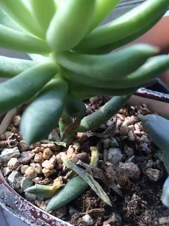 多肉叶片发霉是什么原因,多肉紫乐叶片发软是什么原因