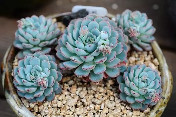 多肉叶片发霉是什么原因,多肉紫乐叶片发软是什么原因