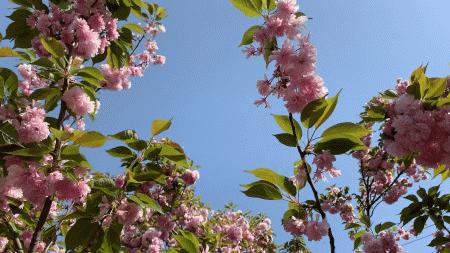 鑱婂煄濮滃牑涔愬洯妯辫姳,鑱婂煄濮滃牑妯辫姳涔愬洯