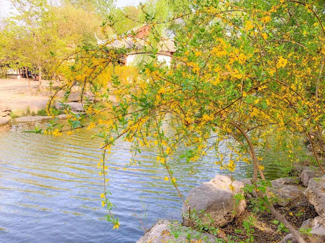 鑱婂煄濮滃牑涔愬洯妯辫姳,鑱婂煄濮滃牑妯辫姳涔愬洯