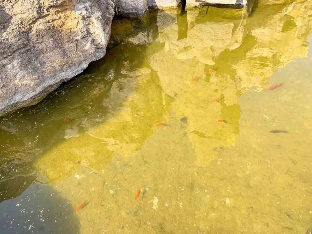 鑱婂煄濮滃牑涔愬洯妯辫姳,鑱婂煄濮滃牑妯辫姳涔愬洯