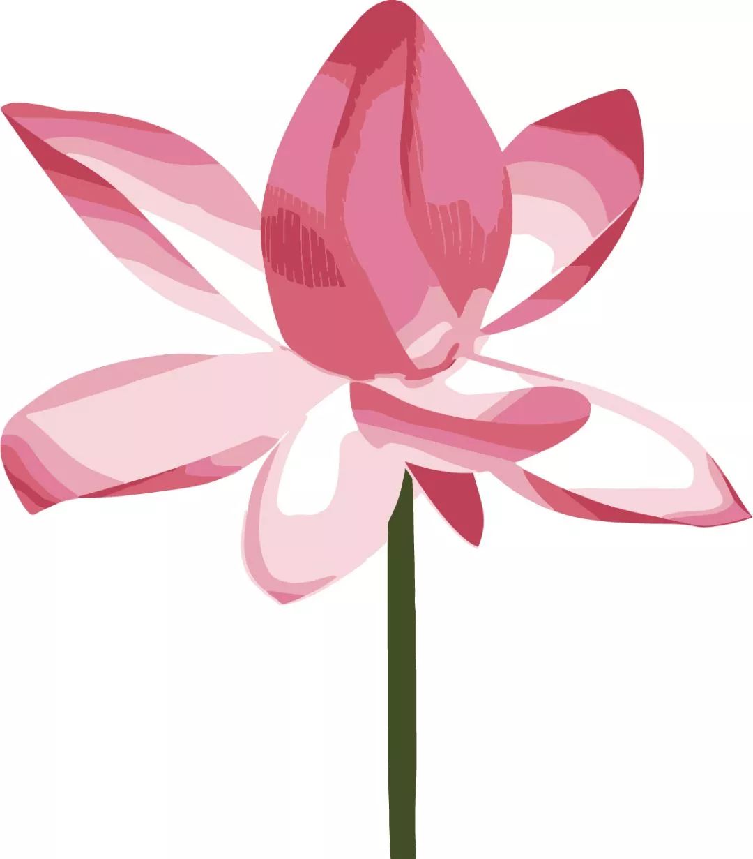 石斛花开等你来,石斛花开惊艳了时光