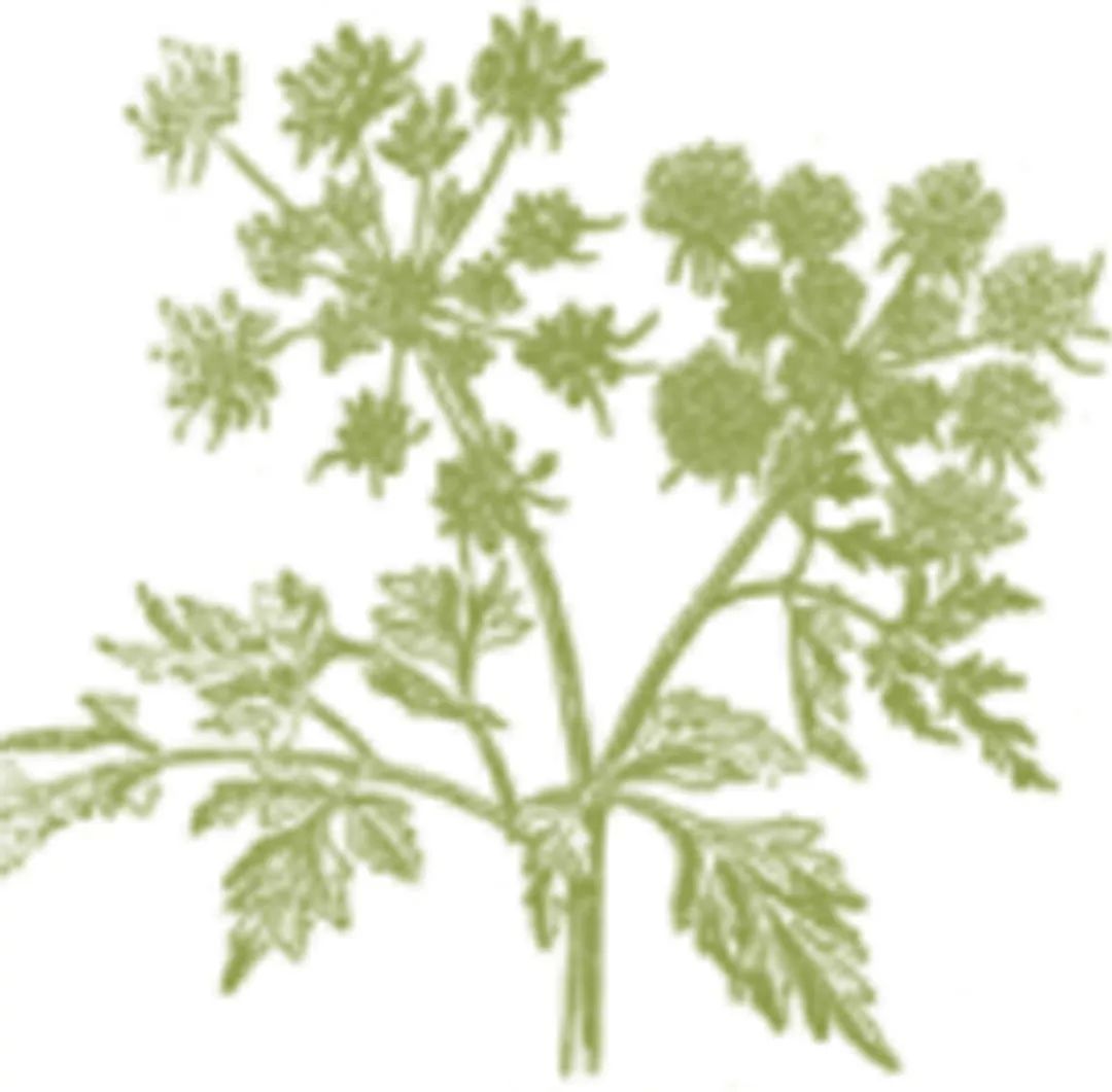 石斛花开等你来,石斛花开惊艳了时光