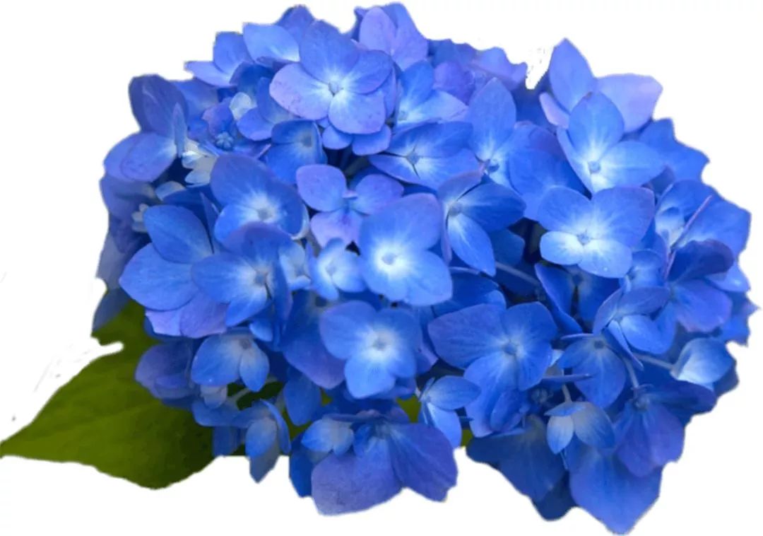 石斛花开等你来,石斛花开惊艳了时光