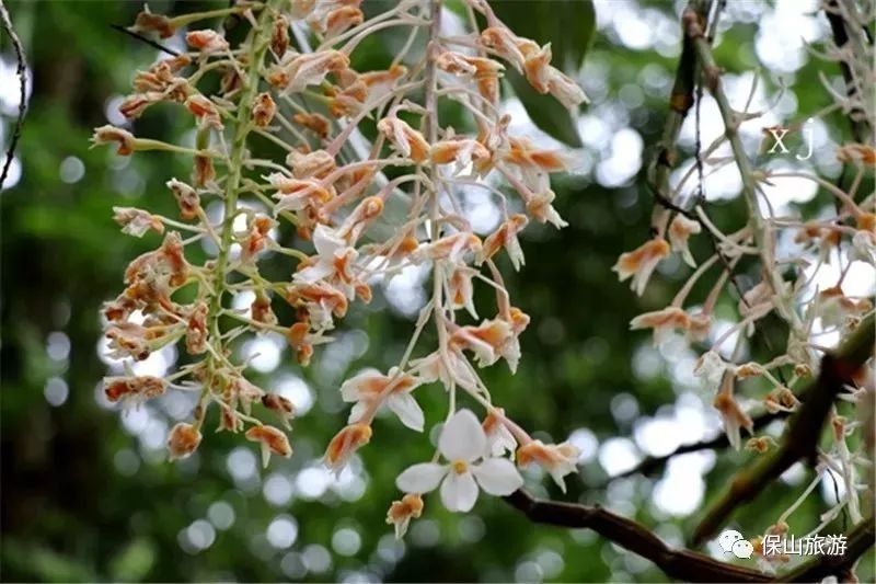 石斛花开等你来,石斛花开惊艳了时光