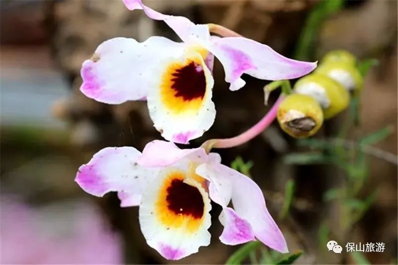 石斛花开等你来,石斛花开惊艳了时光