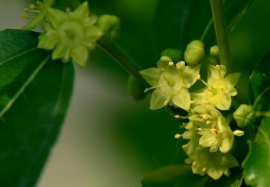 黄李强段淑敏：枣想告诉你|红枣期货上市必知小知识！