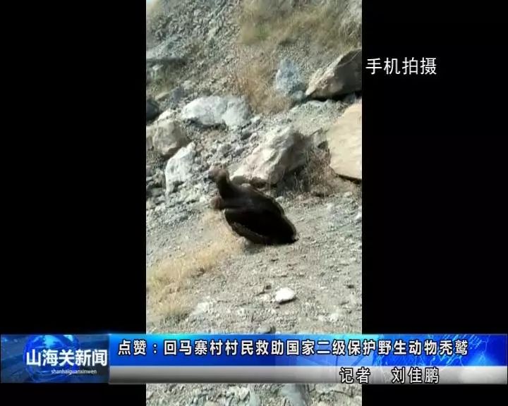 捡到小鸟是国家二级野生保护动物,花坛惊现大鸟国家保护动物