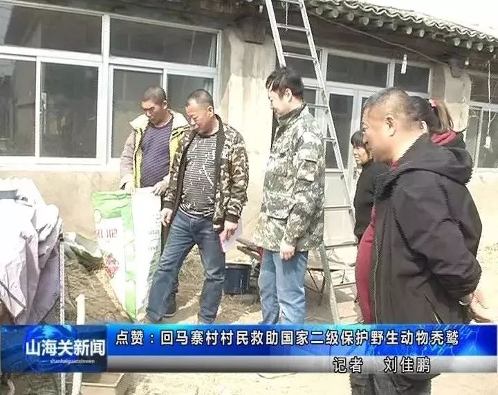 捡到小鸟是国家二级野生保护动物,花坛惊现大鸟国家保护动物