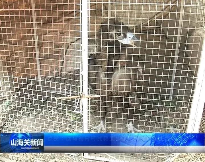 捡到小鸟是国家二级野生保护动物,花坛惊现大鸟国家保护动物