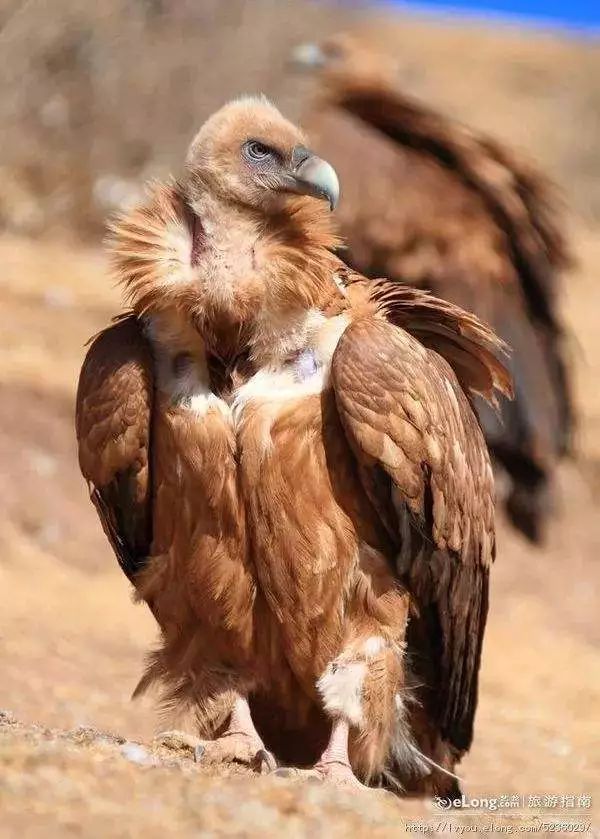 捡到小鸟是国家二级野生保护动物,花坛惊现大鸟国家保护动物