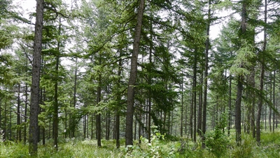 华北落叶松简介,华北落叶松介绍