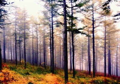 华北落叶松简介,华北落叶松介绍