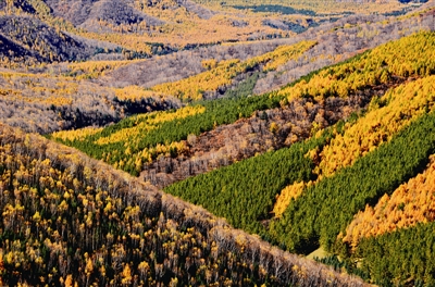 华北落叶松简介,华北落叶松介绍
