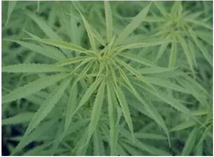 药毒种类有哪几种,十大毒物质排行榜