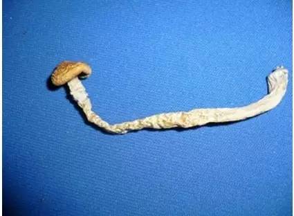 药毒种类有哪几种,十大毒物质排行榜