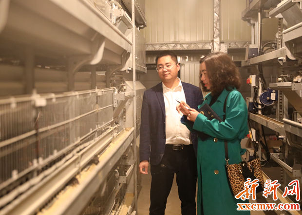 返乡创业养鸡致富带头人,海归小伙养鸡完整版